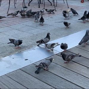 Meet your Posher, Pavani